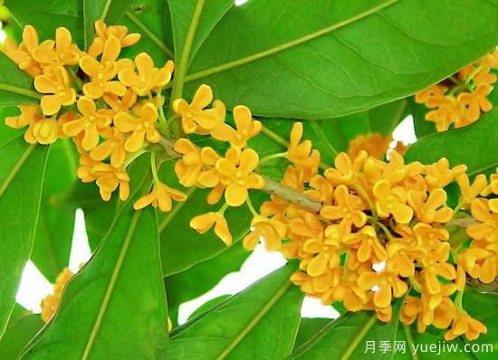 影響桂花樹(shù)開(kāi)花的因素有哪些？(圖1)