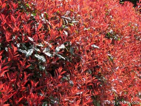 紅葉石楠***好的品種是紅羅賓還是紅唇嗎？(圖1)