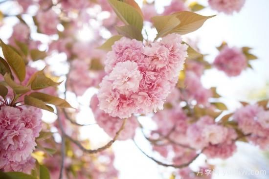 中國本土40個(gè)花卉品種介紹，我國是世界花園之母(圖18)