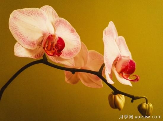 中國本土40個(gè)花卉品種介紹，我國是世界花園之母(圖20)