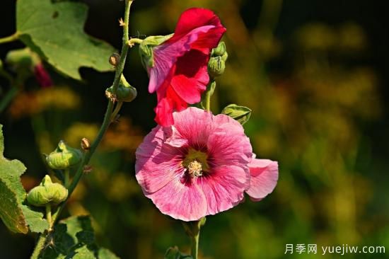 中國本土40個(gè)花卉品種介紹，我國是世界花園之母(圖19)