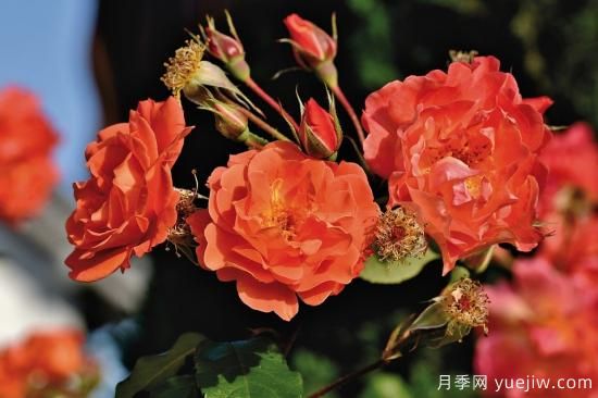 中國本土40個(gè)花卉品種介紹，我國是世界花園之母(圖23)