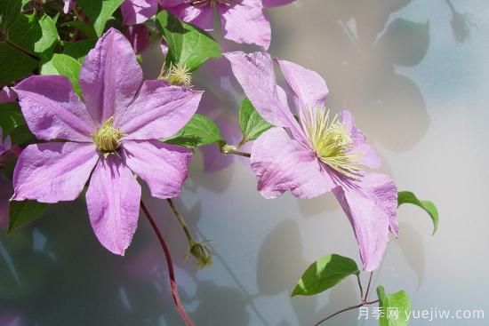 中國本土40個(gè)花卉品種介紹，我國是世界花園之母(圖22)