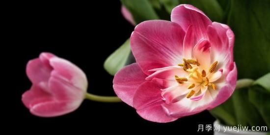 中國本土40個(gè)花卉品種介紹，我國是世界花園之母(圖24)