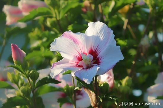 中國本土40個(gè)花卉品種介紹，我國是世界花園之母(圖25)