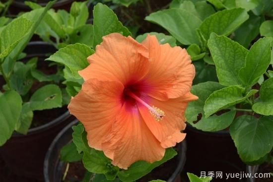 中國本土40個(gè)花卉品種介紹，我國是世界花園之母(圖26)