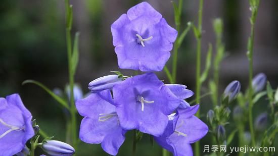 中國本土40個(gè)花卉品種介紹，我國是世界花園之母(圖27)