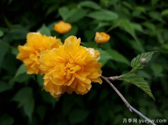 中國本土40個(gè)花卉品種介紹，我國是世界花園之母(圖31)
