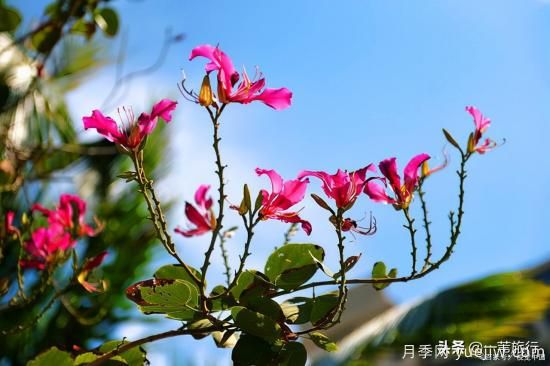 廣州常見(jiàn)花木，花城看花都看什么花(圖2)