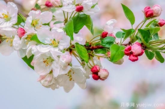 中國本土40個(gè)花卉品種介紹，我國是世界花園之母(圖32)