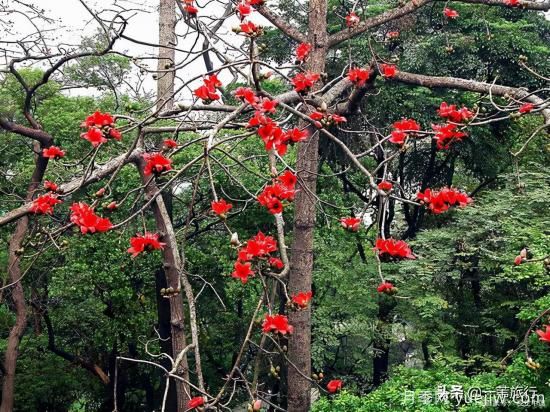 廣州常見(jiàn)花木，花城看花都看什么花(圖3)