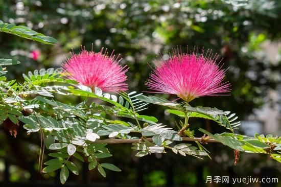 中國本土40個(gè)花卉品種介紹，我國是世界花園之母(圖33)