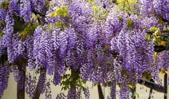 中國本土40個(gè)花卉品種介紹，我國是世界花園之母(圖34)