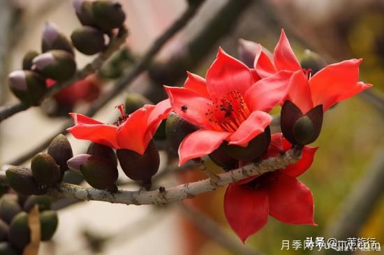 廣州常見(jiàn)花木，花城看花都看什么花(圖4)