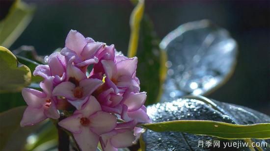 中國本土40個(gè)花卉品種介紹，我國是世界花園之母(圖35)
