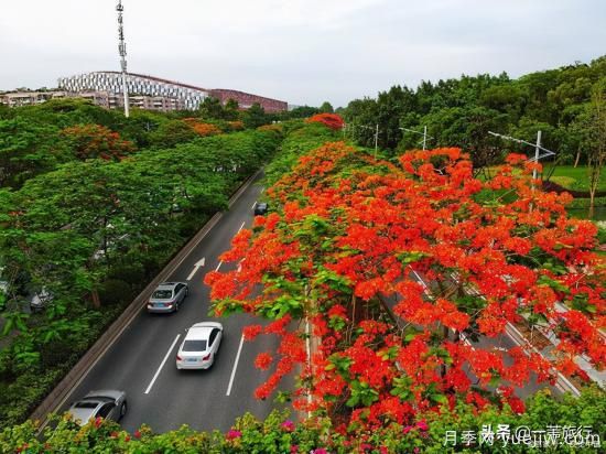 廣州常見(jiàn)花木，花城看花都看什么花(圖6)
