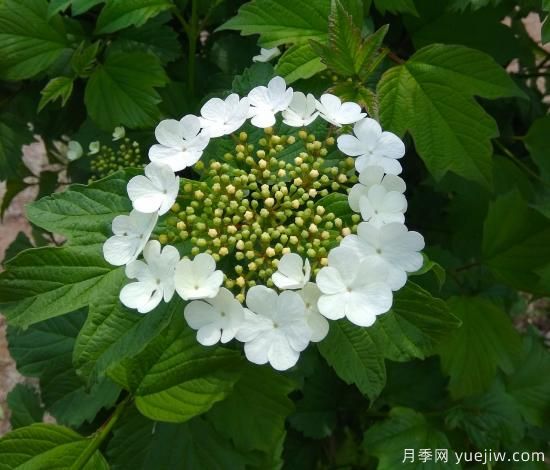 中國本土40個(gè)花卉品種介紹，我國是世界花園之母(圖36)