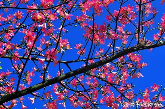 廣州常見(jiàn)花木，花城看花都看什么花(圖8)