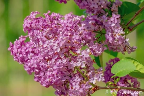 中國本土40個(gè)花卉品種介紹，我國是世界花園之母(圖40)