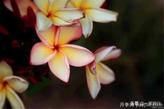 廣州常見(jiàn)花木，花城看花都看什么花(圖10)