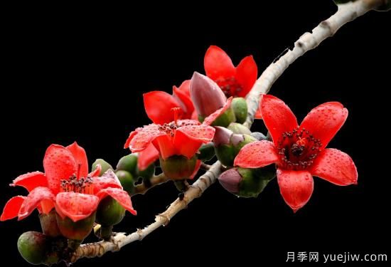 中國本土40個(gè)花卉品種介紹，我國是世界花園之母(圖37)