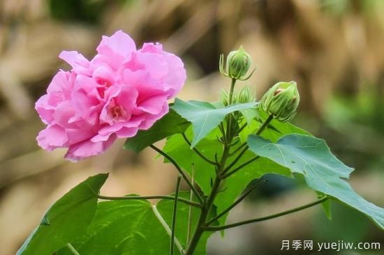 中國本土40個(gè)花卉品種介紹，我國是世界花園之母(圖38)