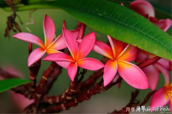 廣州常見(jiàn)花木，花城看花都看什么花(圖9)