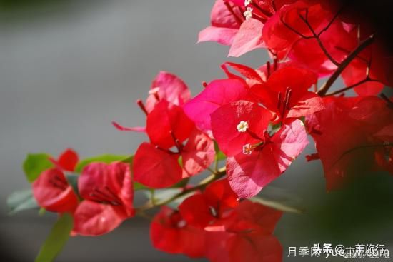 廣州常見(jiàn)花木，花城看花都看什么花(圖11)
