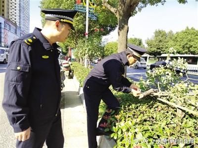 南陽(yáng)中州路綠化帶樹(shù)狀月季遭腰斬 是誰(shuí)辣手摧花？(圖1)