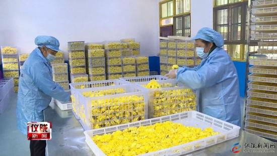 南充儀隴：芭蕉鄉友種植貢菊700畝 朵朵飄香說(shuō)豐收(圖2)