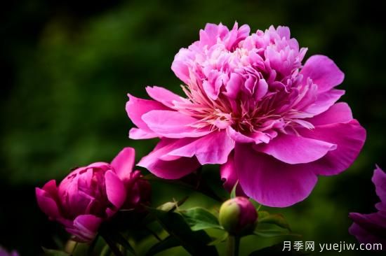 中國本土40個(gè)花卉品種介紹，我國是世界花園之母(圖2)