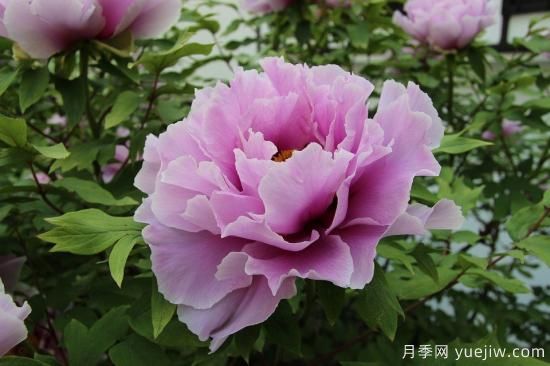 中國本土40個(gè)花卉品種介紹，我國是世界花園之母(圖1)