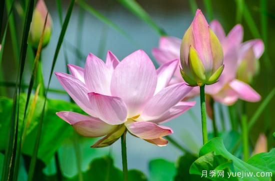 中國本土40個(gè)花卉品種介紹，我國是世界花園之母(圖3)