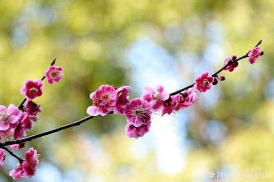 中國本土40個(gè)花卉品種介紹，我國是世界花園之母(圖4)