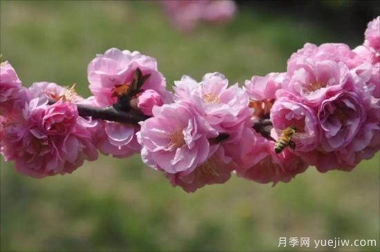 中國本土40個(gè)花卉品種介紹，我國是世界花園之母(圖5)