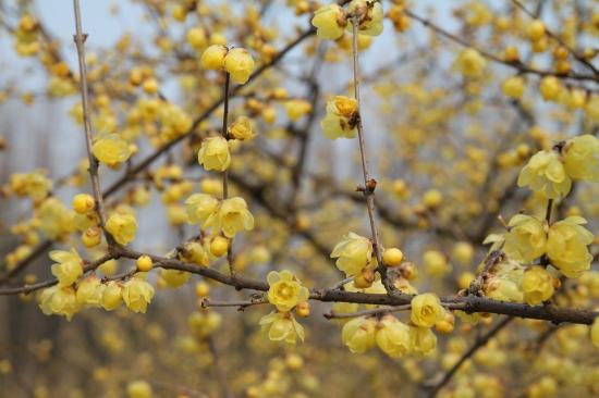 中國本土40個(gè)花卉品種介紹，我國是世界花園之母(圖6)
