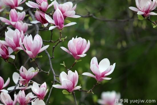 中國本土40個(gè)花卉品種介紹，我國是世界花園之母(圖9)