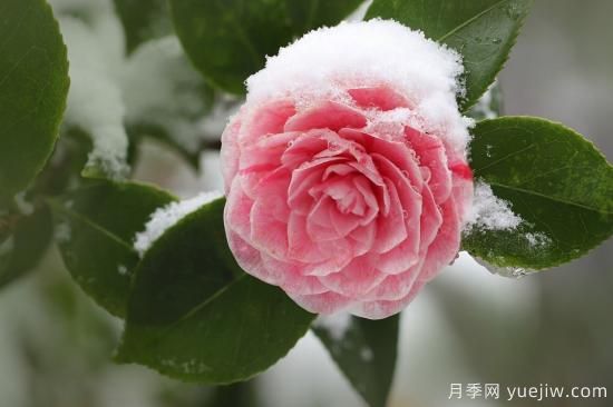 中國本土40個(gè)花卉品種介紹，我國是世界花園之母(圖10)
