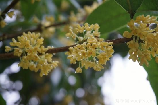 中國本土40個(gè)花卉品種介紹，我國是世界花園之母(圖11)