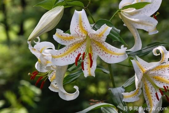 中國本土40個(gè)花卉品種介紹，我國是世界花園之母(圖12)