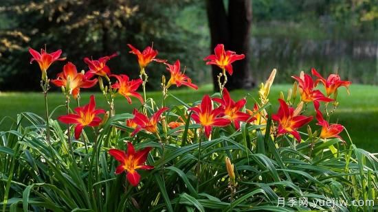 中國本土40個(gè)花卉品種介紹，我國是世界花園之母(圖13)