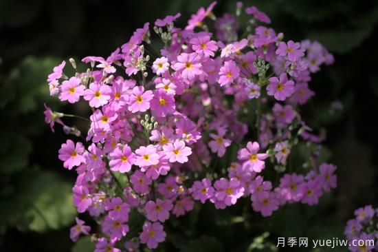 中國本土40個(gè)花卉品種介紹，我國是世界花園之母(圖15)