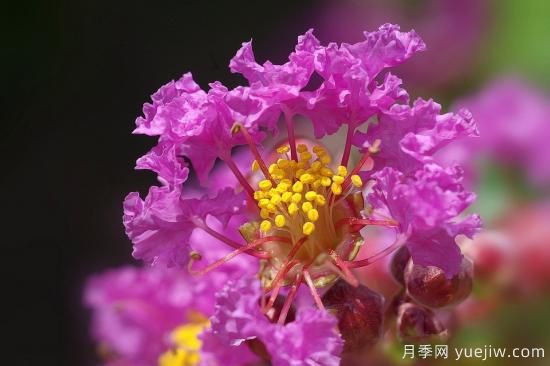 中國本土40個(gè)花卉品種介紹，我國是世界花園之母(圖14)