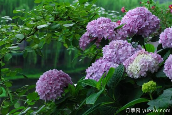 中國本土40個(gè)花卉品種介紹，我國是世界花園之母(圖17)
