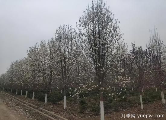 河南11月下半月熱門(mén)苗木市場(chǎng)價(jià)格一覽(圖1)