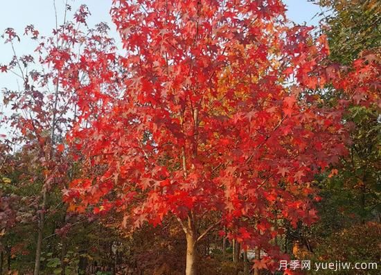 河南11月下半月熱門(mén)苗木市場(chǎng)價(jià)格一覽(圖4)