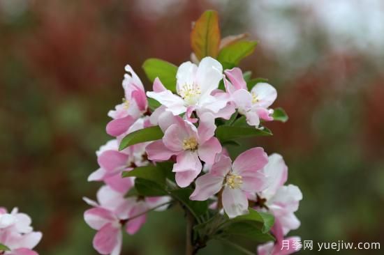 園林綠化樹(shù)種海棠的品種和介紹(圖1)