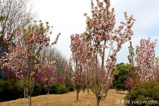 園林綠化樹(shù)種海棠的品種和介紹(圖2)