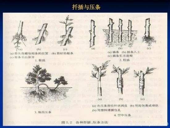 園林人必須知道的100個(gè)花卉基礎知識點(diǎn)(圖2)