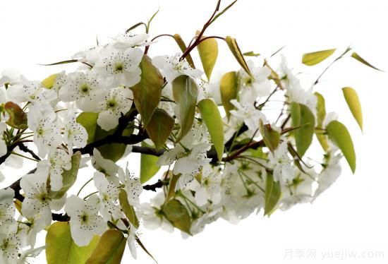 園林綠化樹(shù)種海棠的品種和介紹(圖7)